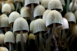 Image of Trooping Inkcaps