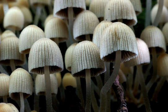 Image of Coprinellus disseminatus (Pers.) J. E. Lange 1938