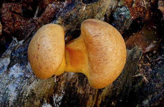 Image of Gymnopilus