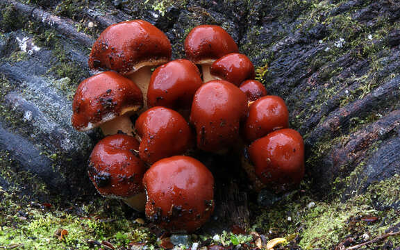 Image of Hypholoma lateritium (Schaeff.) P. Kumm. 1871