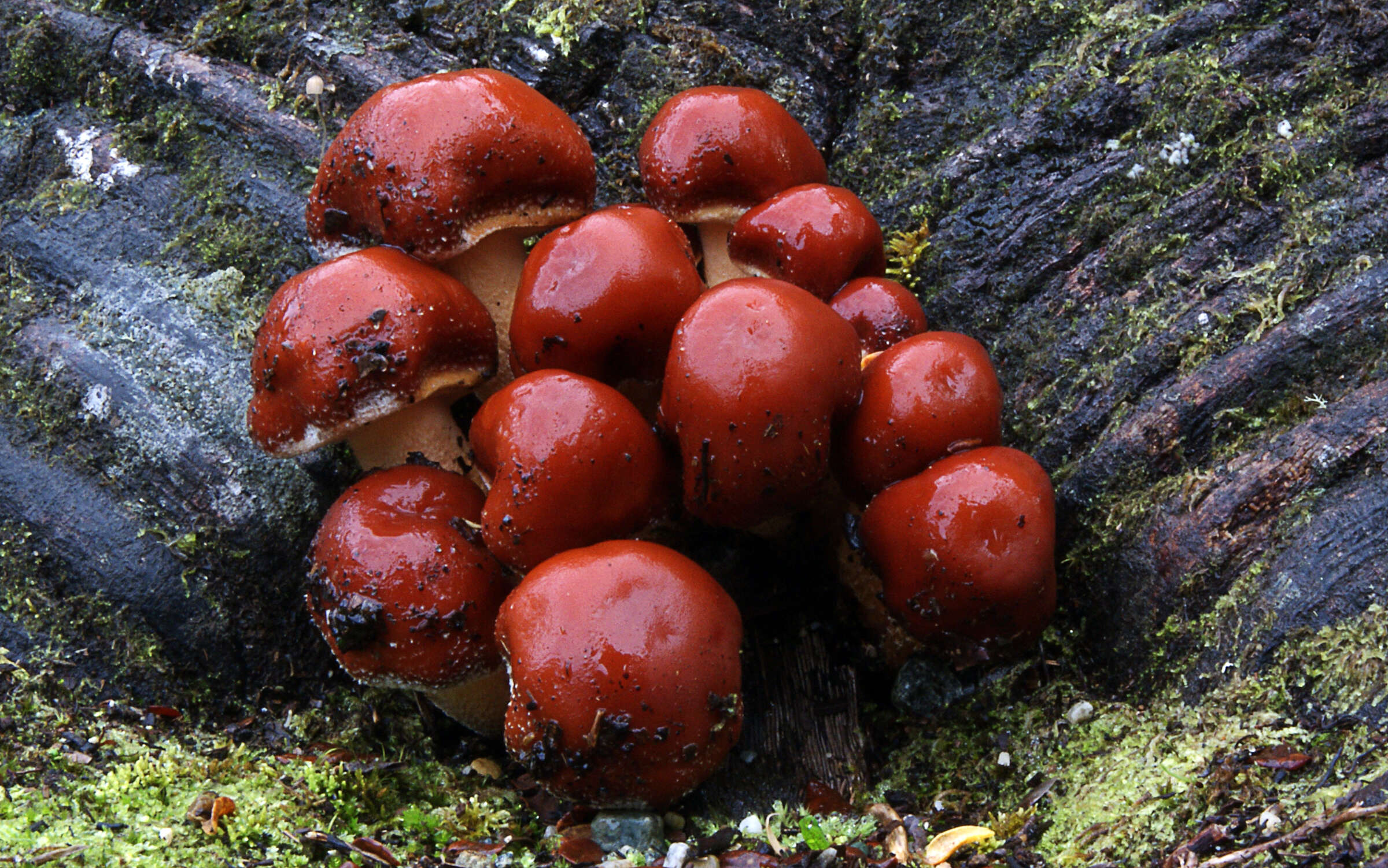 Image of Hypholoma lateritium (Schaeff.) P. Kumm. 1871