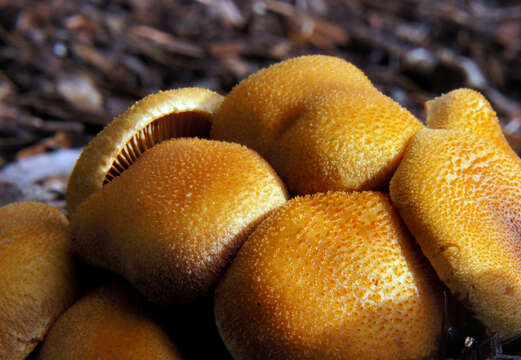 Image of Gymnopilus