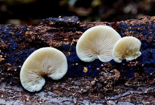 Image of Evasive agaric