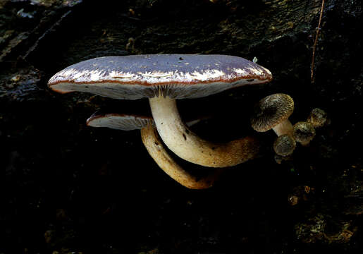 Image of Hypholoma brunneum (Massee) D. A. Reid 1956