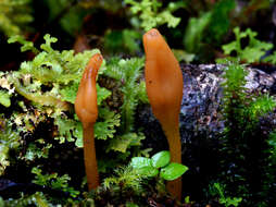 Image of green earth tongues