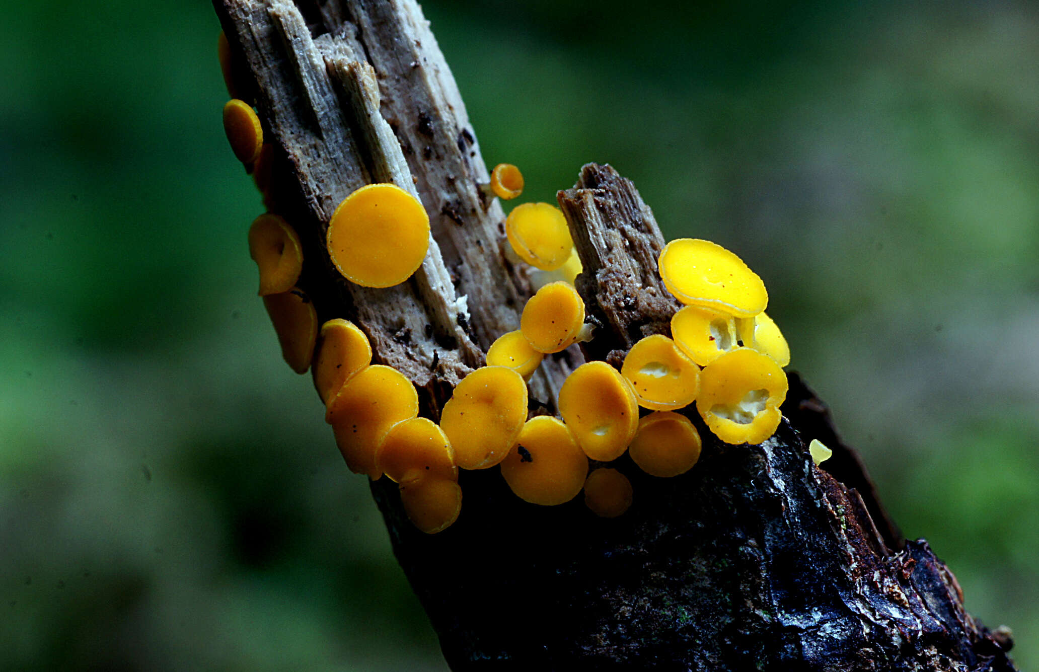 Image of Yellow fairy cup