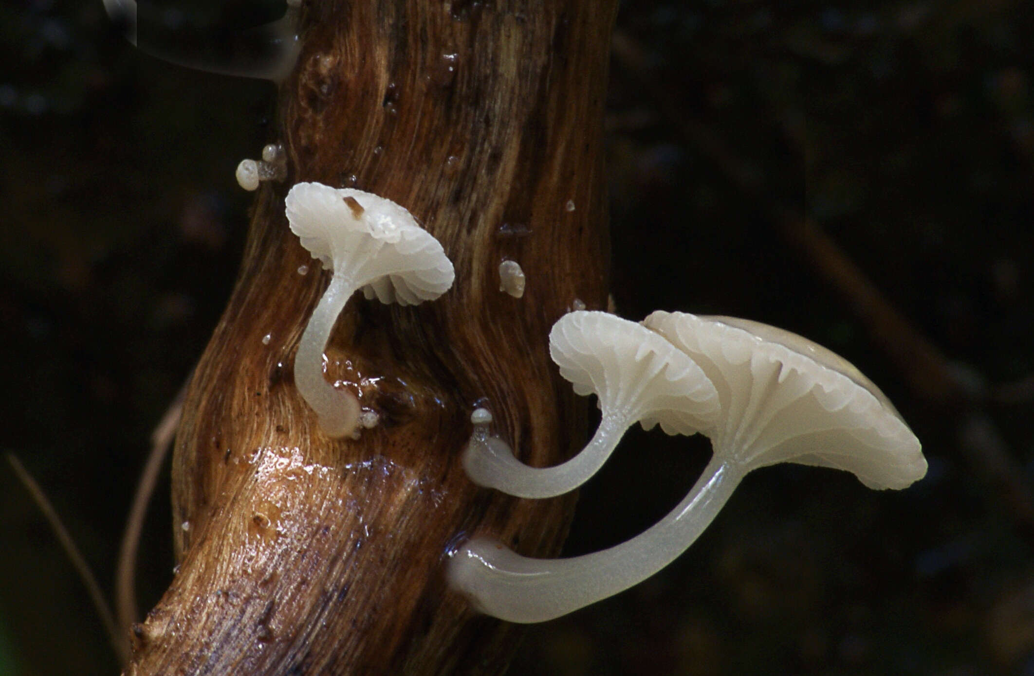 Image of Oudemansiella australis G. Stev. & G. M. Taylor 1964