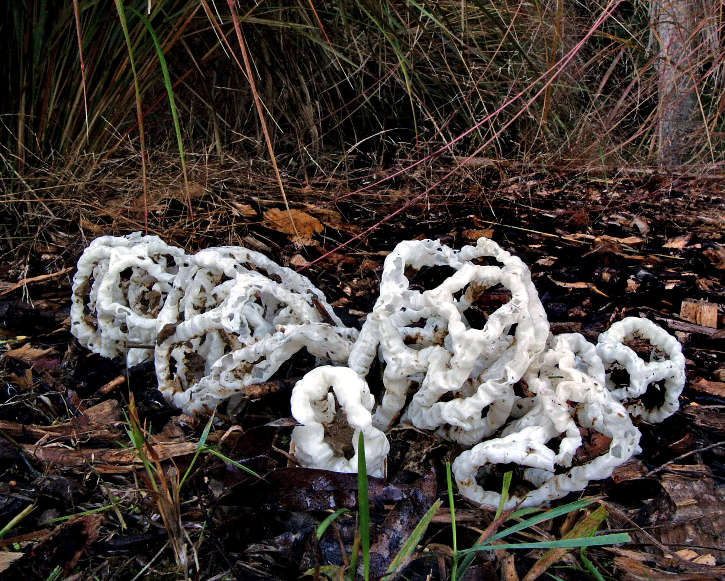 Image of Basket fungus