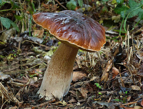 Image of Cep