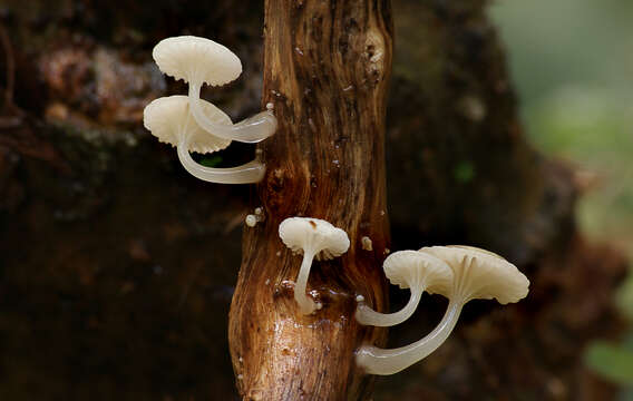 Image of Oudemansiella australis G. Stev. & G. M. Taylor 1964