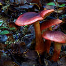 Image of Cortinarius sanguineus