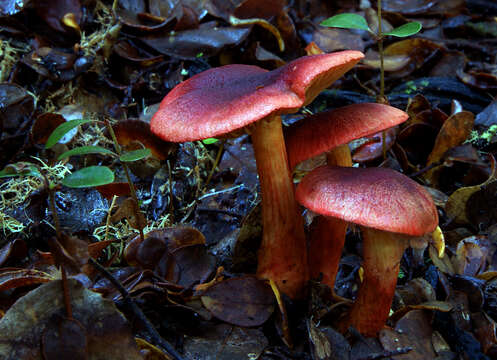 Image of Cortinarius sanguineus