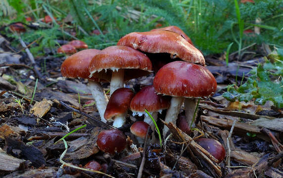 Image of Leratiomyces ceres (Cooke & Massee) Spooner & Bridge 2008