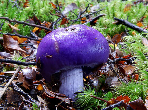 Слика од Cortinarius porphyroideus Peintner & M. M. Moser 2002