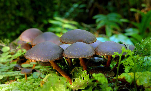 Image of Hypholoma brunneum (Massee) D. A. Reid 1956