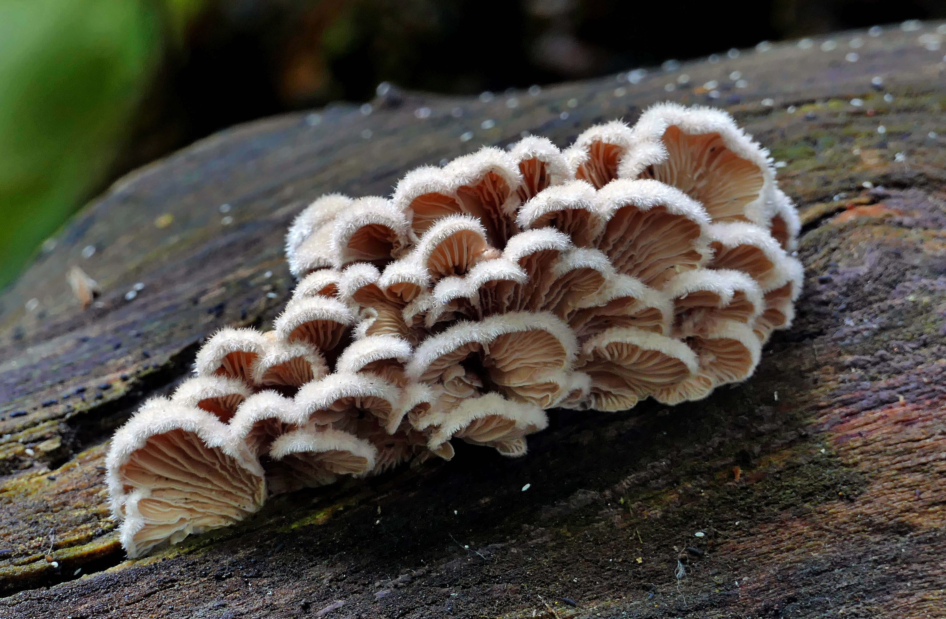 Image of Schizophyllum