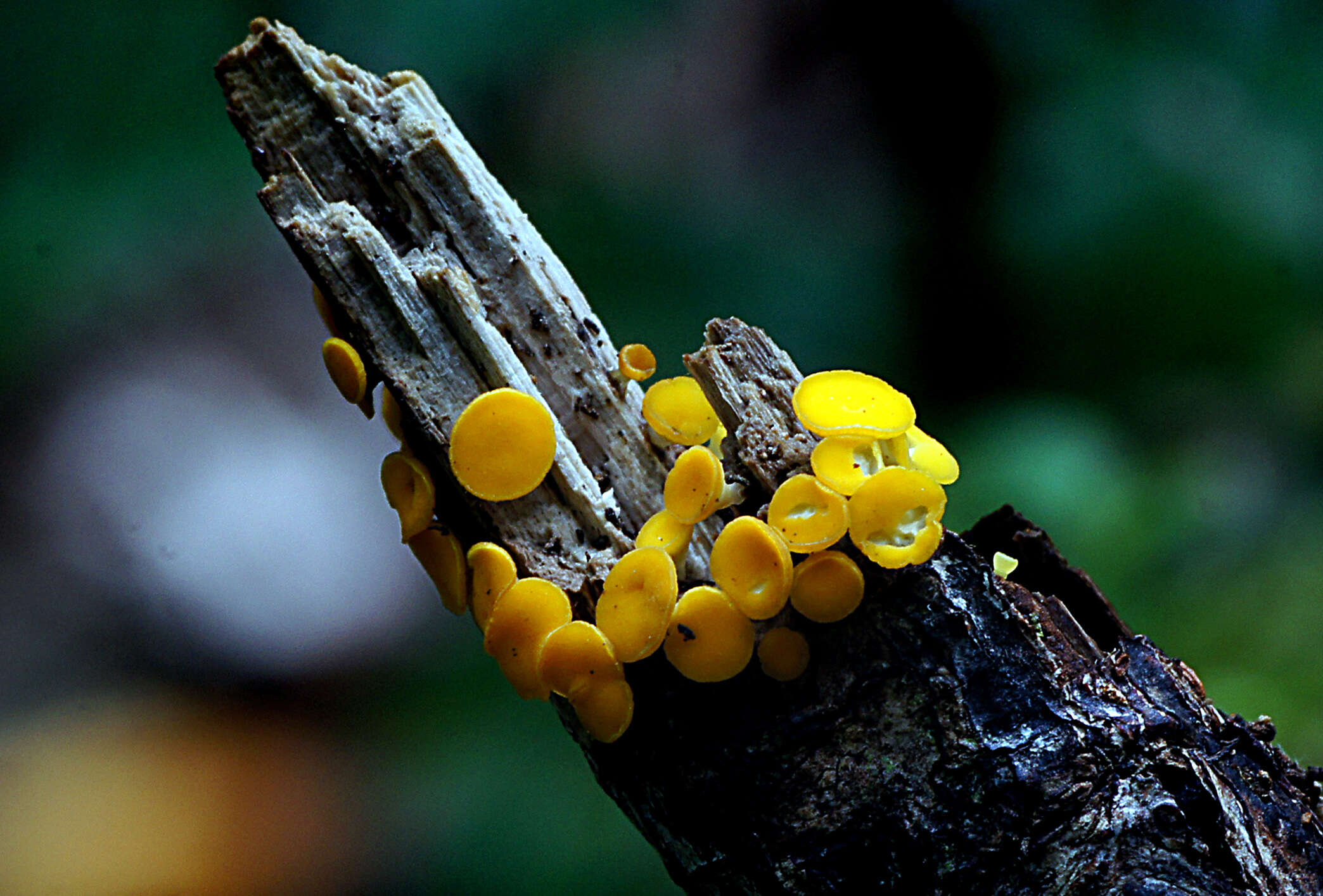 Image of Yellow fairy cup