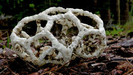 Image of Basket fungus