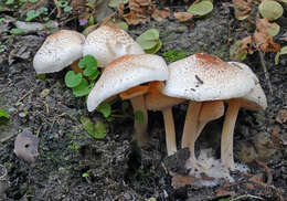 Image of Macrolepiota clelandii Grgur. 1997