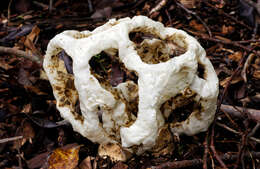 Image of Basket fungus