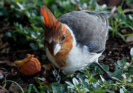 Image of Red-crested Cardinal