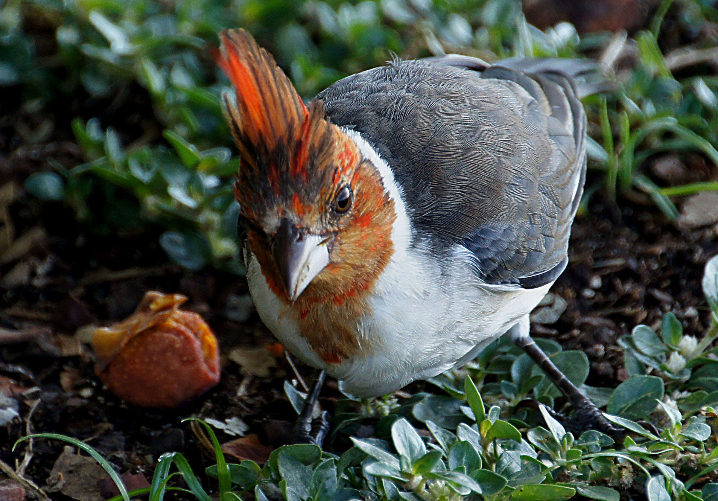 Image of Red-crested Cardinal