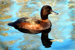 Image of New Zealand Scaup