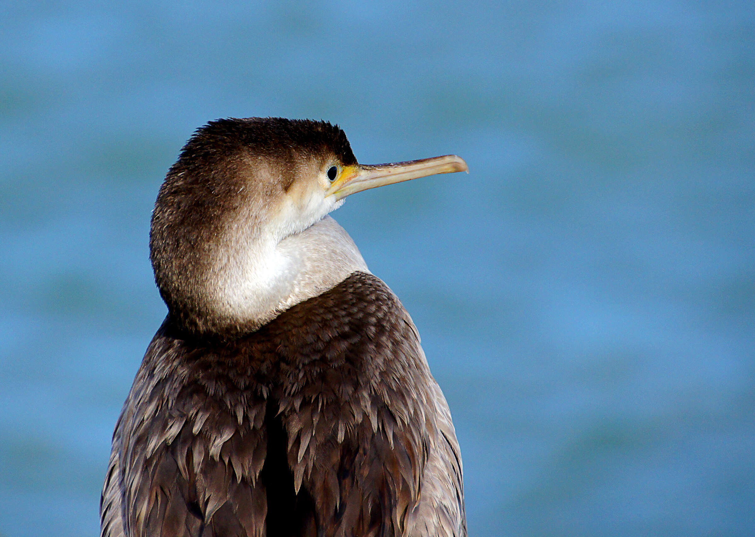 Image of Spotted Shag