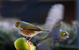 Image of Silvereye