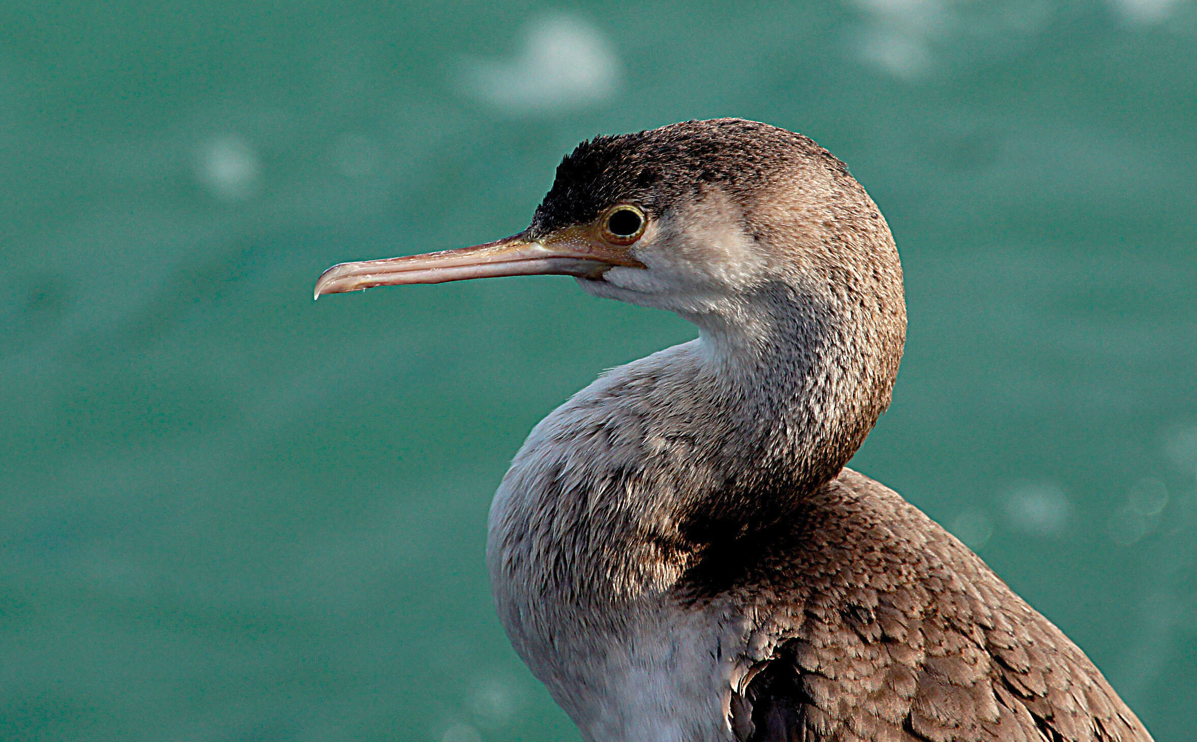 Image of Spotted Shag