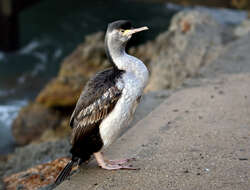 Image of Spotted Shag