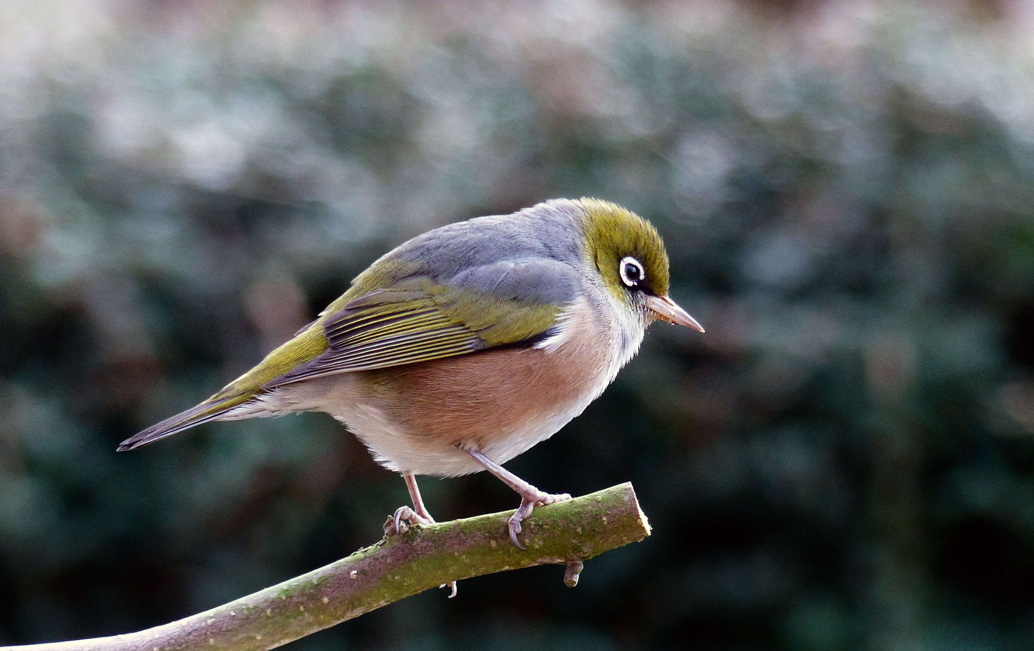 Image of Silvereye