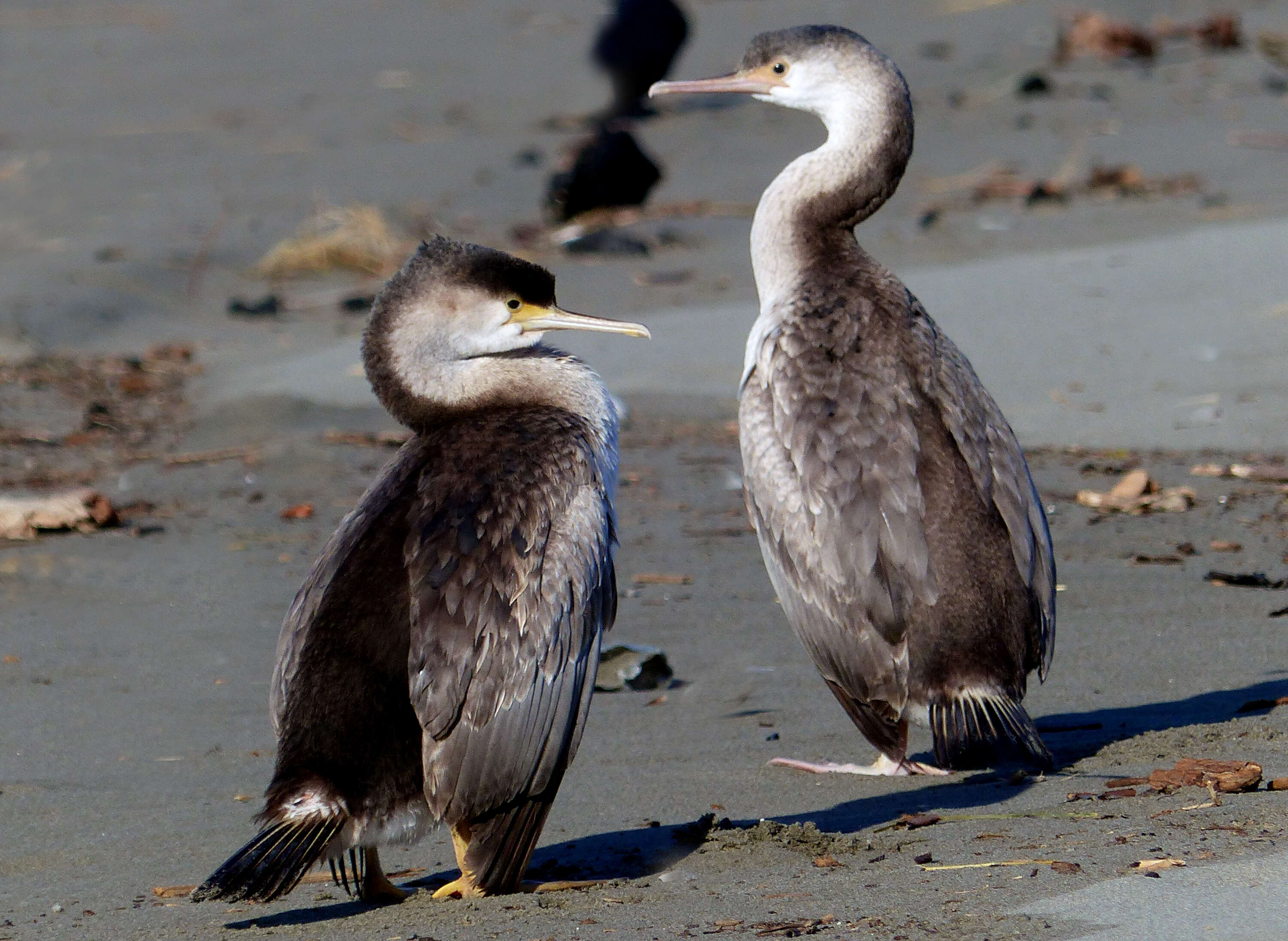 Image of Australian Pied Cormorant