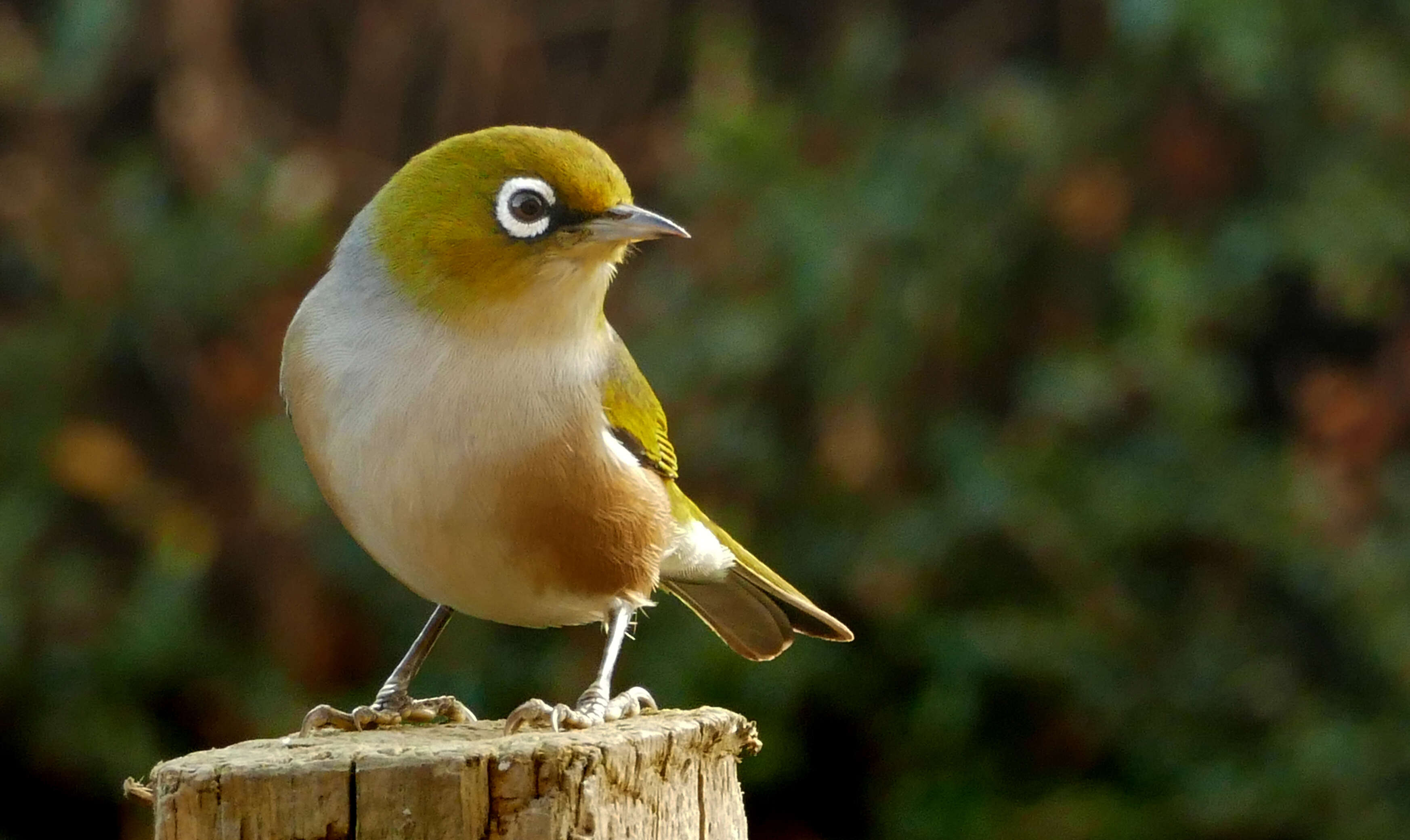 Image of Silvereye