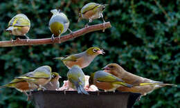 Image of Silvereye