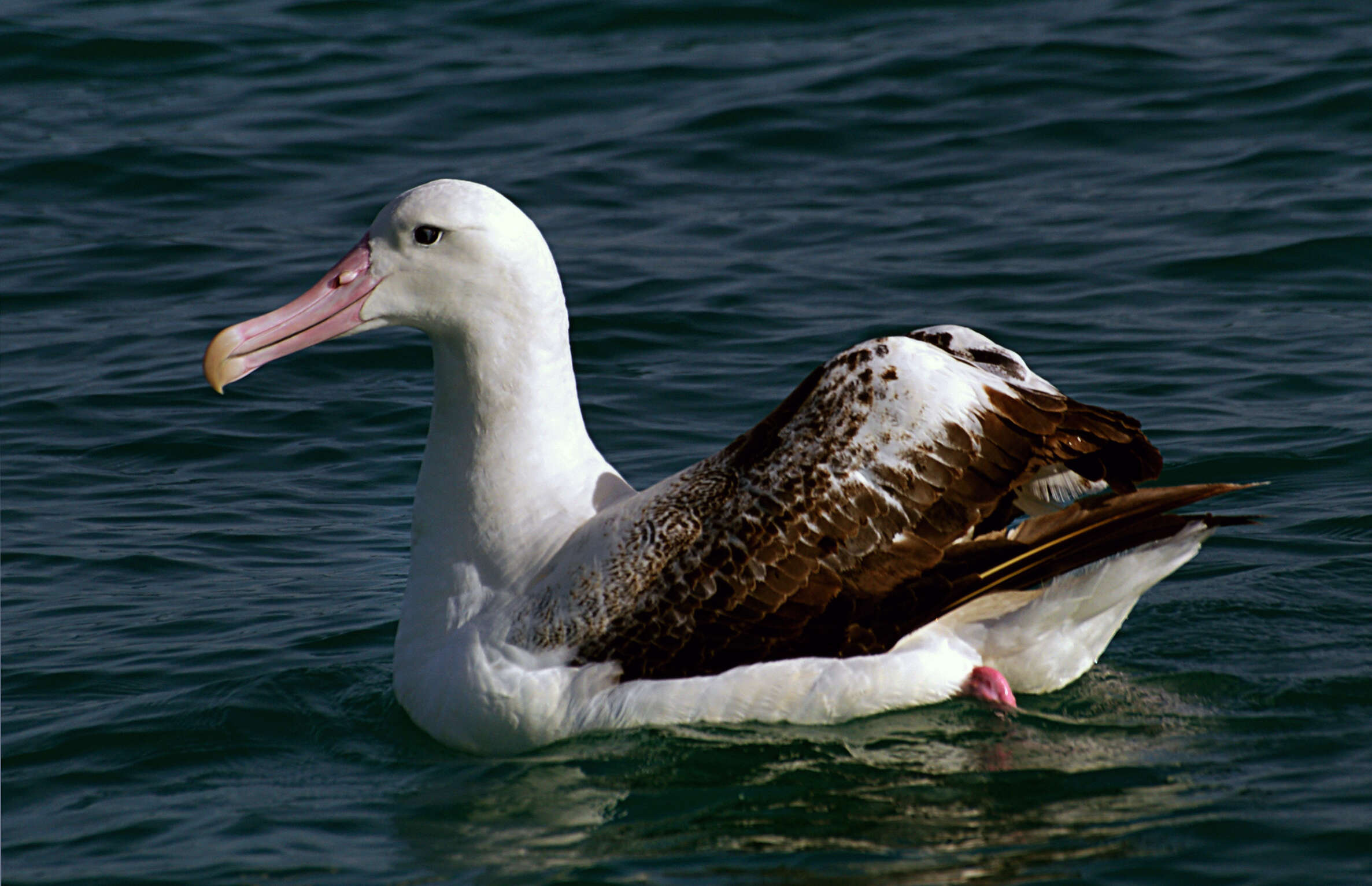 Image de Albatros hurleur