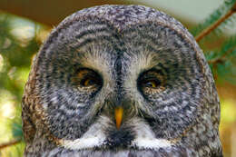 Image of Great Gray Owl