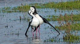 Image of Pied Stilt