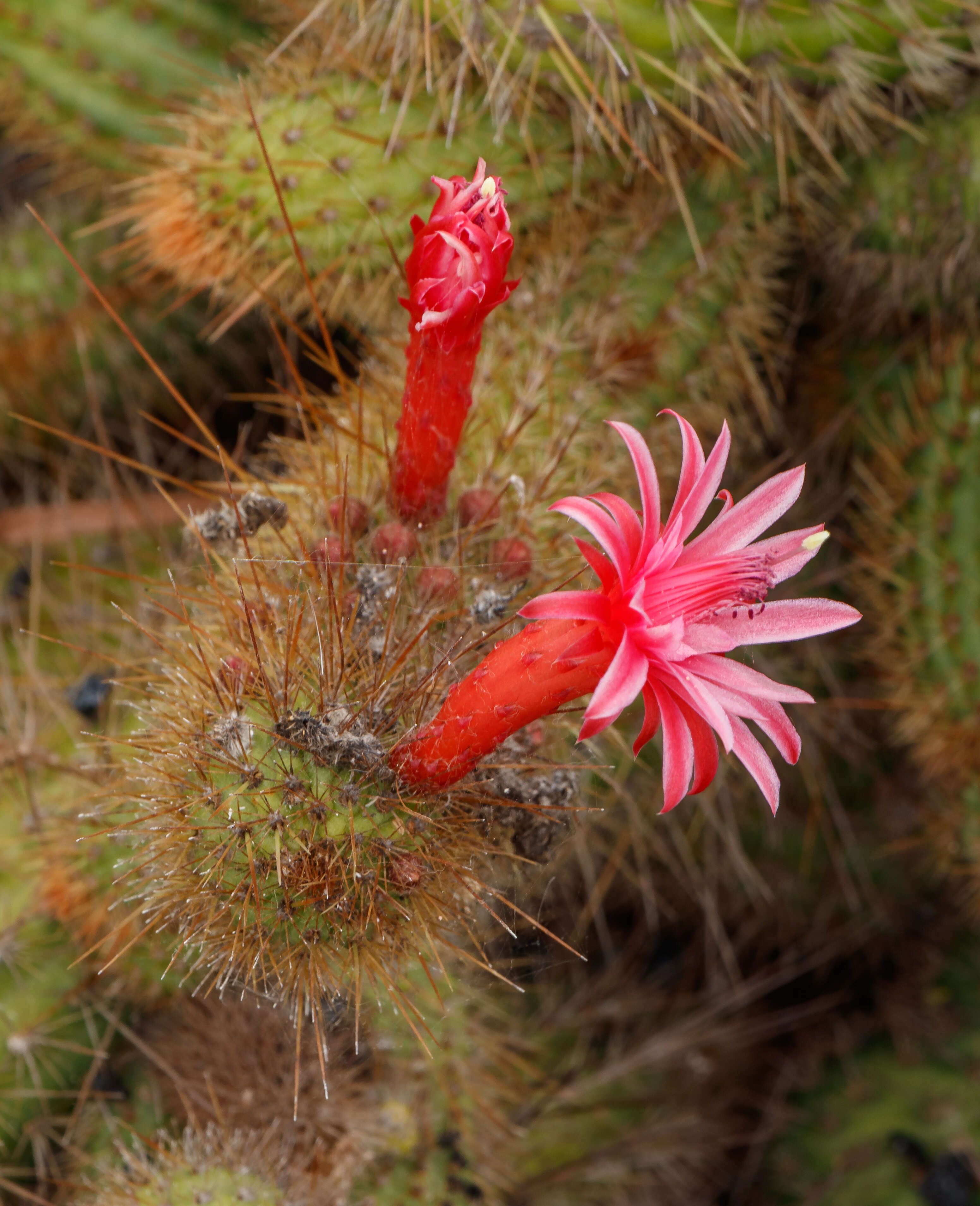 Image of Cleistocactus samaipatanus (Cárdenas) D. R. Hunt