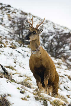 Image of Chilean Guemal