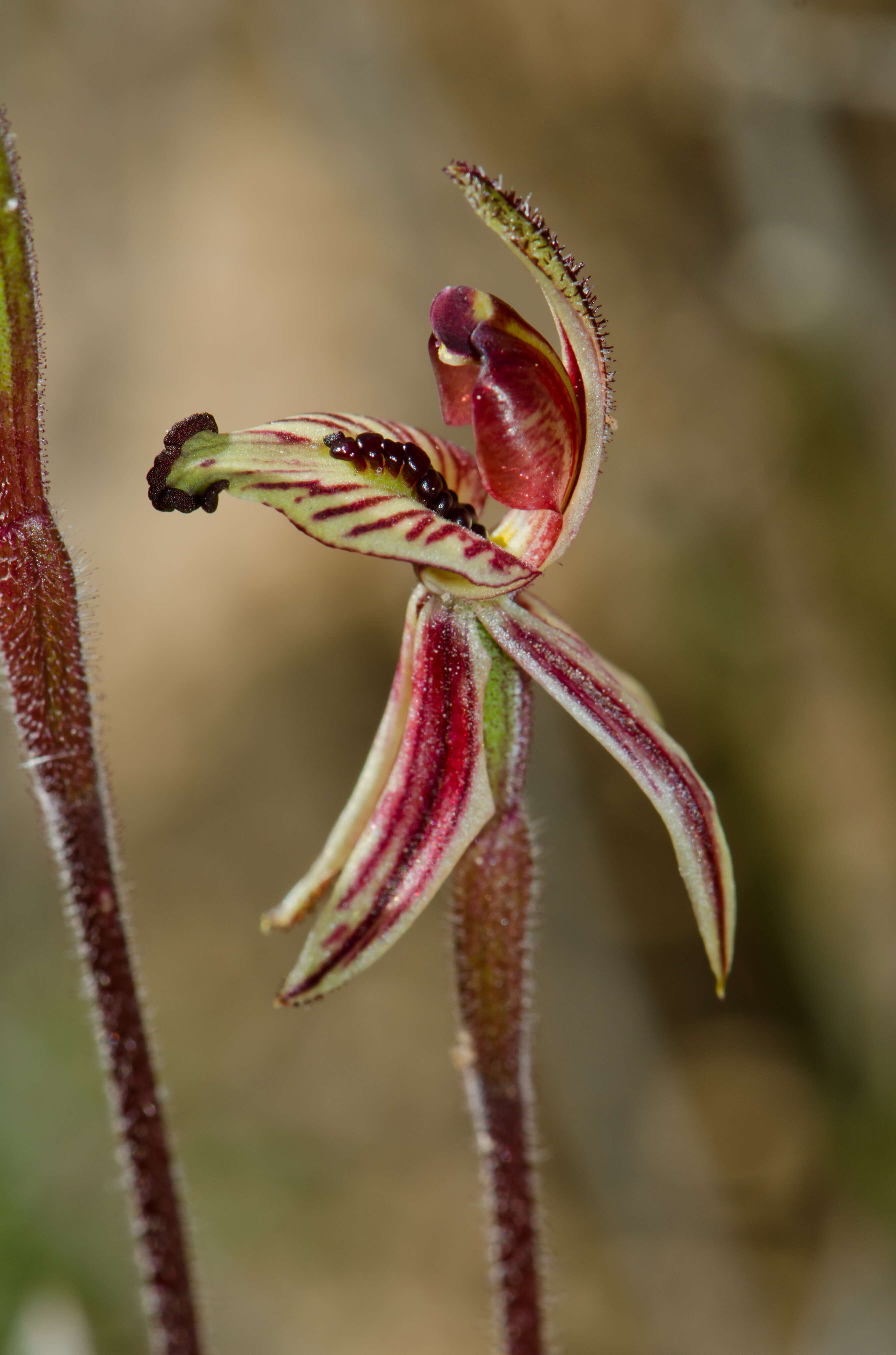 Caladenia cairnsiana F. Muell. resmi