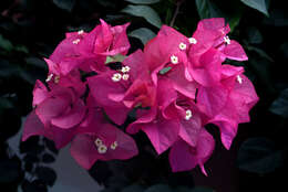 Image of bougainvillea