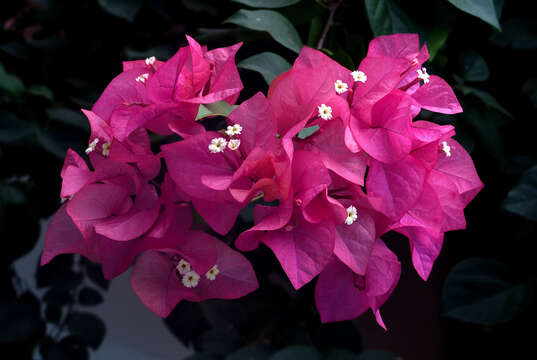 Image of bougainvillea