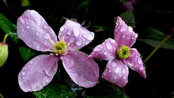 Image of Himalayan Clematis