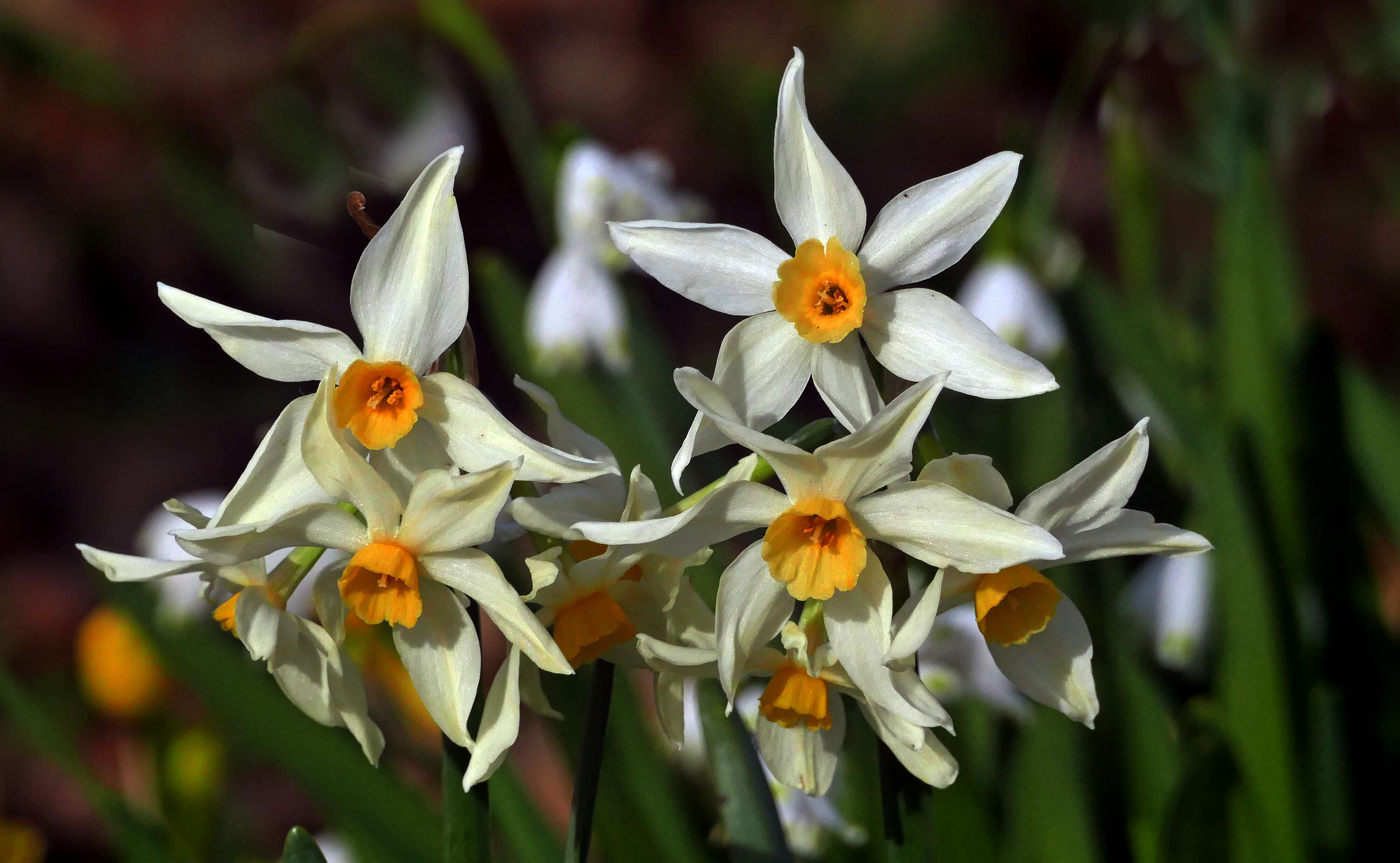 Imagem de Narcissus poeticus L.