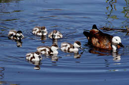 Image of Paradise Shelduck