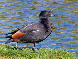 Image of Paradise Shelduck