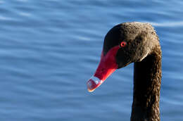 Image of Black Swan