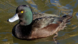 Image of New Zealand Scaup