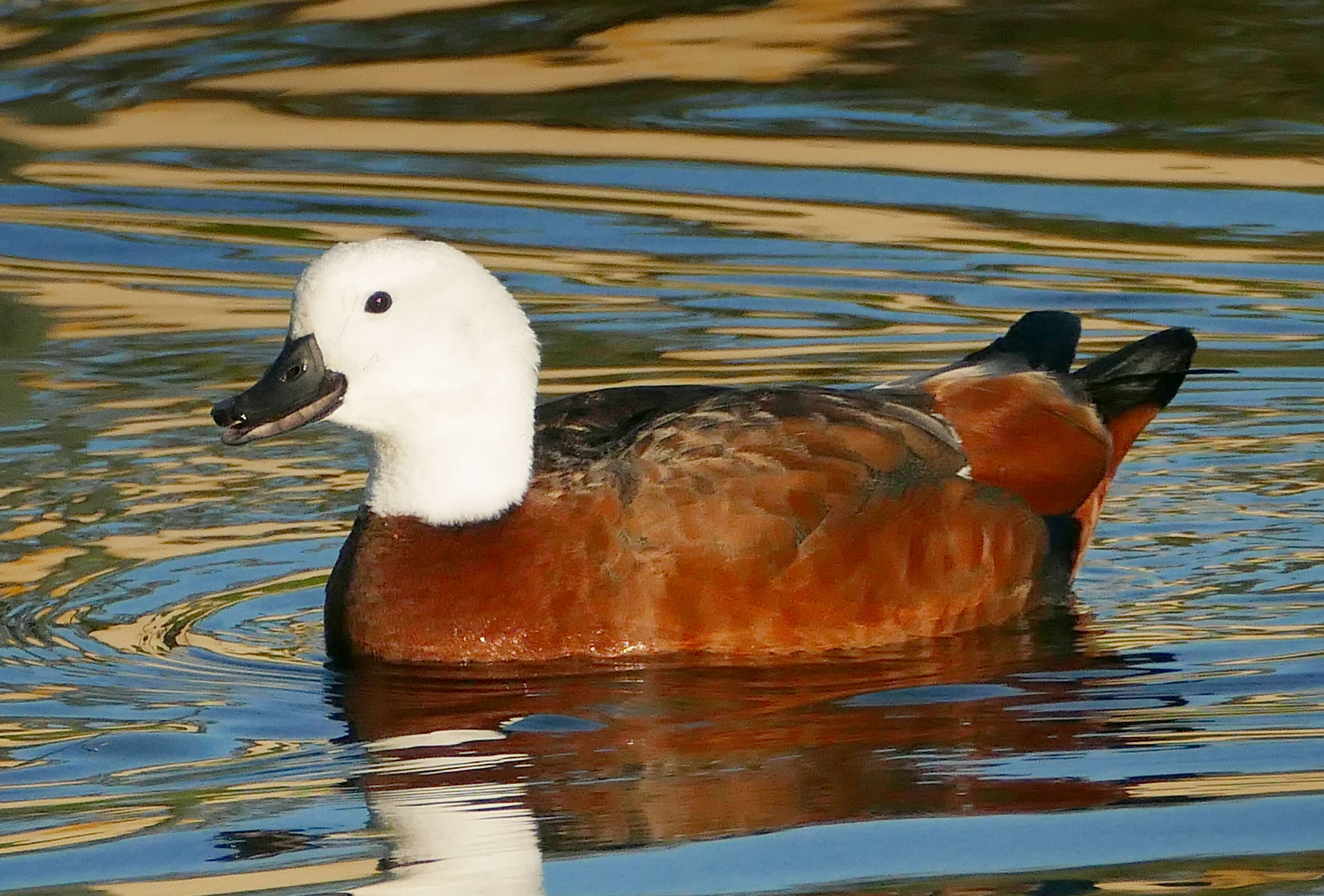 Image of Paradise Shelduck